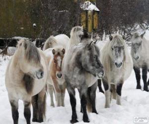 пазл Якутская лошадь, подготавливаемые в Сибирь